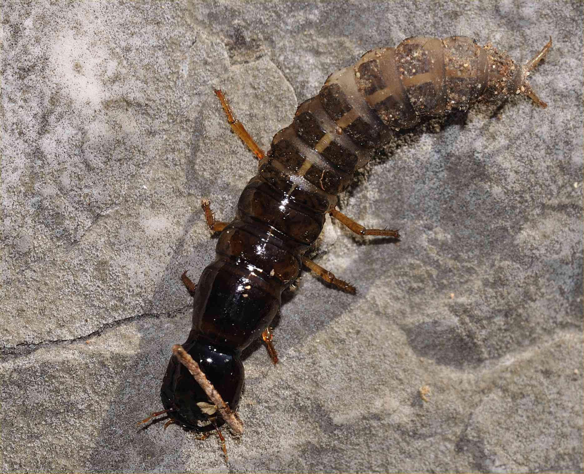 Larva di Ocypus (Staphylinidae)